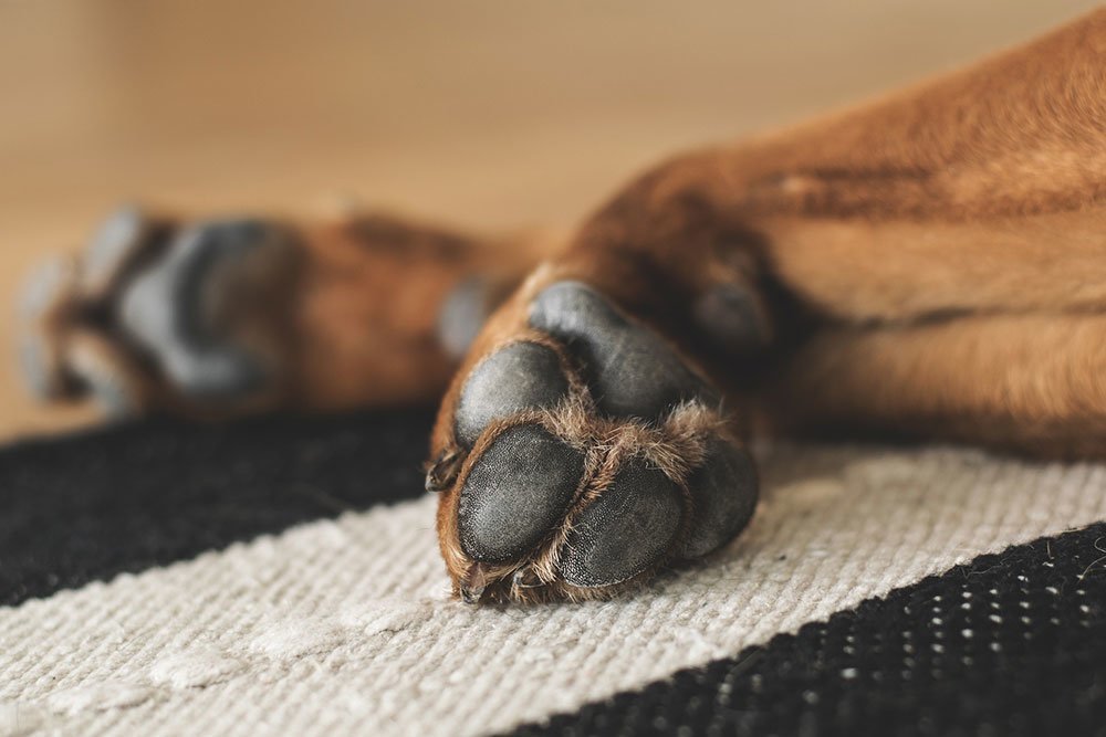 A dog's paw. Ideas to protect your pets' health and body.