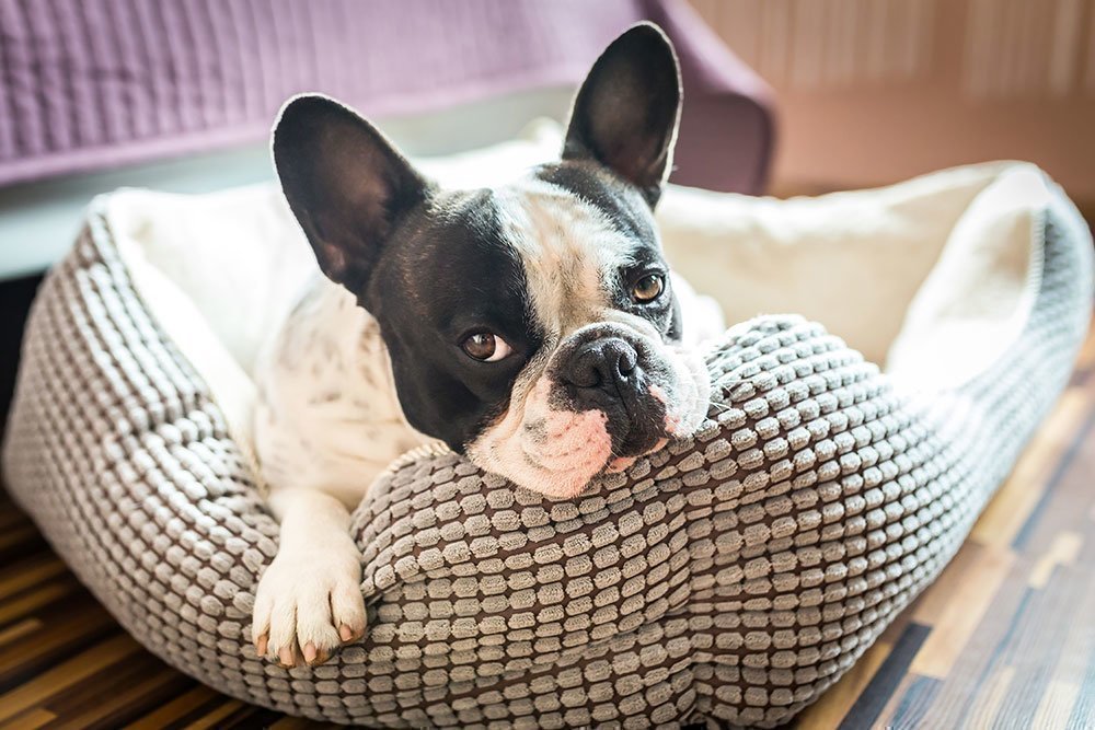 A french bulldog relaxing on his comfy dog bed.